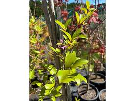 1 X POPLAR TREE (GENUS POPULUS) - picture1' - Click to enlarge