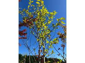 1 X POPLAR TREE (GENUS POPULUS) - picture2' - Click to enlarge