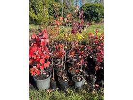 27 X CANADIAN MAPLE TREES (ACER RUBRUM) - picture0' - Click to enlarge