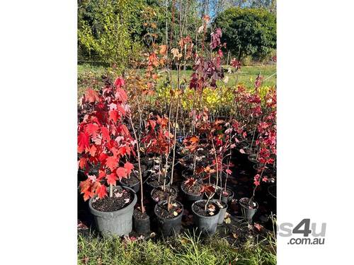 27 X CANADIAN MAPLE TREES (ACER RUBRUM)