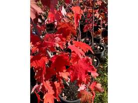 27 X CANADIAN MAPLE TREES (ACER RUBRUM) - picture0' - Click to enlarge