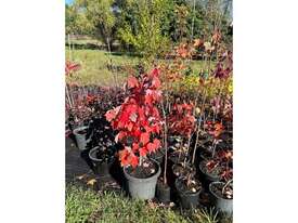 27 X CANADIAN MAPLE TREES (ACER RUBRUM) - picture1' - Click to enlarge