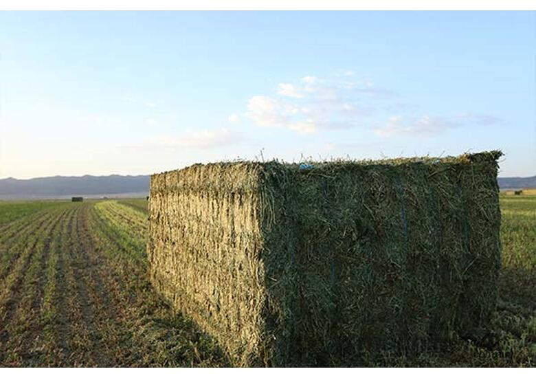 caption Hay Steamer: Staheli West DewPoint 6210 - Controlled Hydration During Hay Baling Process