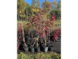 26 X MIXED (GINGKO, APPLES, CLARET ASH, MAPLES)  - picture0' - Click to enlarge