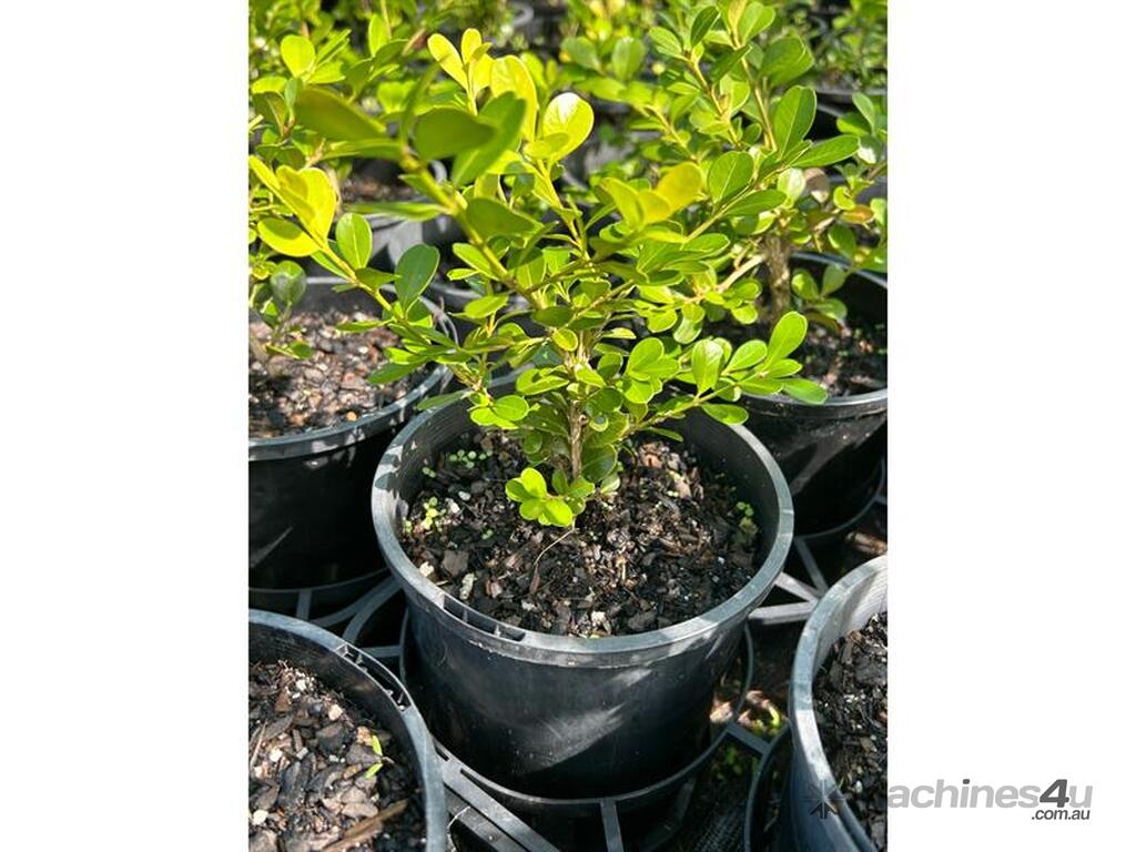 Used 88 X BUXUS JAPANESE HEDGING 88 X BUXUS JAPANESE HEDGING Market ...