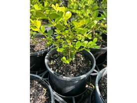 88 X BUXUS JAPANESE HEDGING - picture2' - Click to enlarge