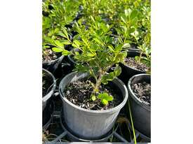 88 X BUXUS JAPANESE HEDGING  - picture1' - Click to enlarge