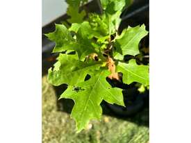 30 X PIN OAK (QUERCUS PALUSTRIS) - picture1' - Click to enlarge