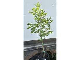 30 X PIN OAK (QUERCUS PALUSTRIS) - picture2' - Click to enlarge