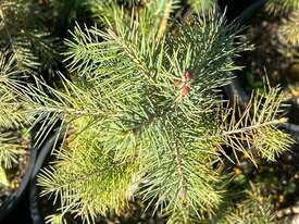 14 X CONIFERS - picture0' - Click to enlarge
