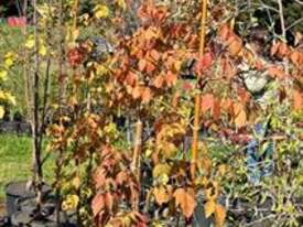 4 X BOX ELDER MAPLE (ACER NEGUNDO SENSATION) - picture0' - Click to enlarge