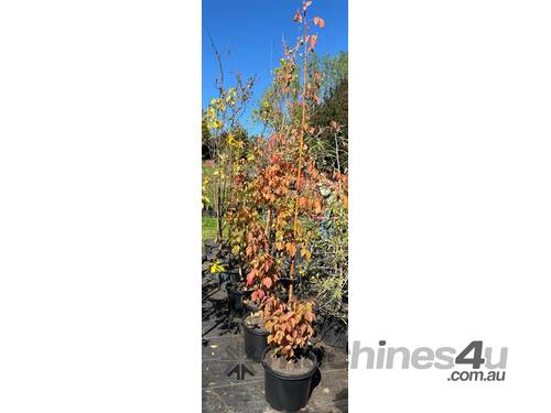 4 X BOX ELDER MAPLE (ACER NEGUNDO SENSATION)