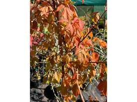 4 X BOX ELDER MAPLE (ACER NEGUNDO SENSATION) - picture2' - Click to enlarge