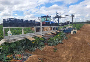 (7514) Zucchini (Fruit & Veggie) Picking & Packing Platform (REDUCED by 50%) (Toolamba, VIC)