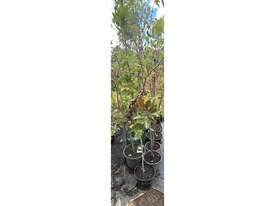 8 X MIXED FARM TREES - picture0' - Click to enlarge