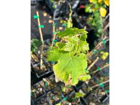 36 X MUSCAT GRAPES - picture1' - Click to enlarge