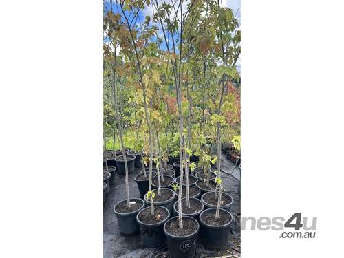 20 X ACER MAPLE (LARGE GROWING)