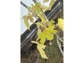 20 X ACER MAPLE (LARGE GROWING) - picture0' - Click to enlarge