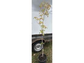 20 X ACER MAPLE (LARGE GROWING) - picture1' - Click to enlarge
