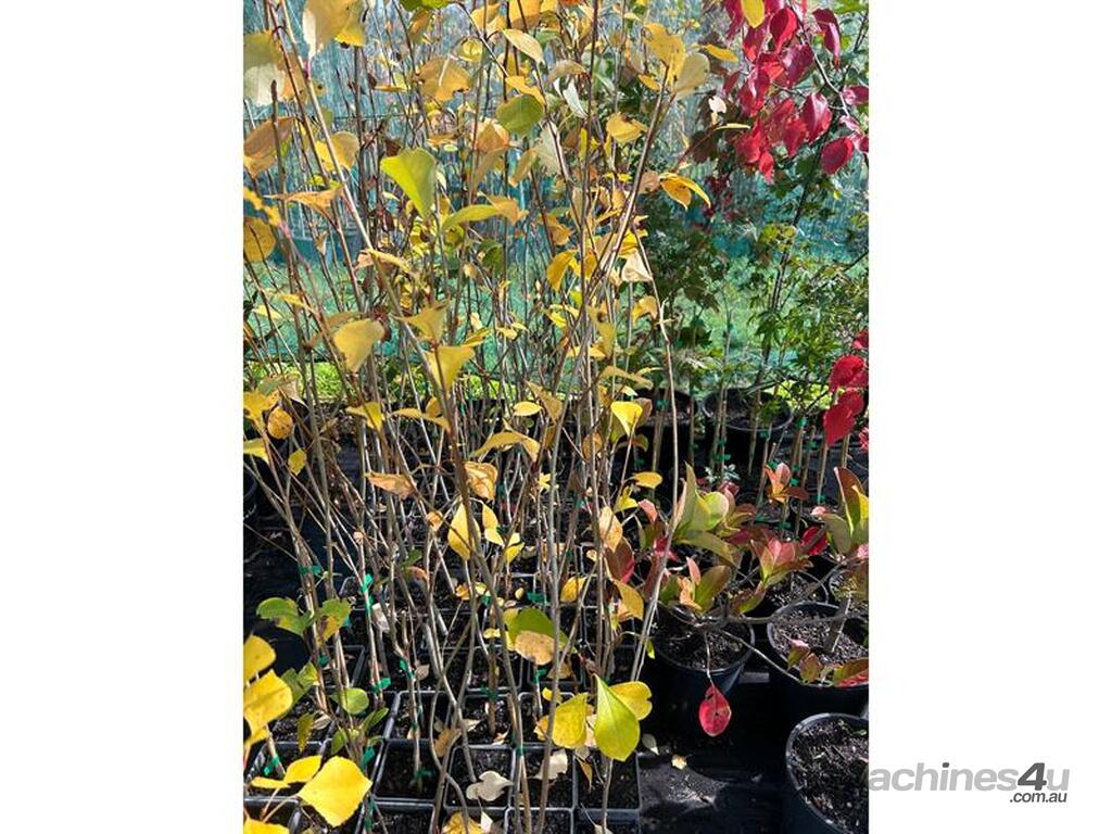 Used 48 X SIMONII POPLAR (POPULUS SIMONII) 48 X SIMONII POPLAR POPULUS ...