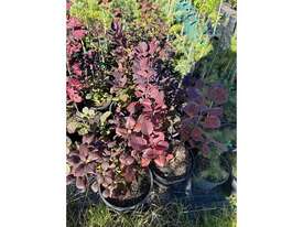 12 X PURPLE SMOKE BUSH (COTINUS PURPUREA) - picture0' - Click to enlarge