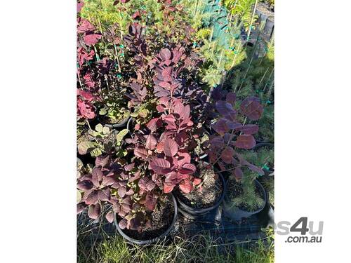 12 X PURPLE SMOKE BUSH (COTINUS PURPUREA)