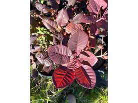 12 X PURPLE SMOKE BUSH (COTINUS PURPUREA) - picture0' - Click to enlarge