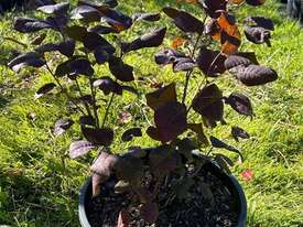 12 X PURPLE SMOKE BUSH (COTINUS PURPUREA) - picture1' - Click to enlarge