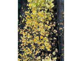 30 X GINKGO BILOBA (MAIDENHAIR)  - picture0' - Click to enlarge