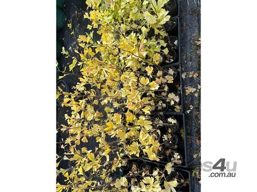 30 X GINKGO BILOBA (MAIDENHAIR) 