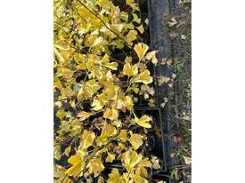 30 X GINKGO BILOBA (MAIDENHAIR)  - picture0' - Click to enlarge