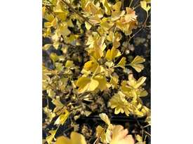 30 X GINKGO BILOBA (MAIDENHAIR)  - picture1' - Click to enlarge