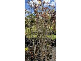 29 X DESERT ASH (FRAXINUS ANGUSTIFOLIA) - picture0' - Click to enlarge