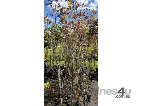 29 X DESERT ASH (FRAXINUS ANGUSTIFOLIA)