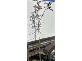 29 X DESERT ASH (FRAXINUS ANGUSTIFOLIA) - picture2' - Click to enlarge