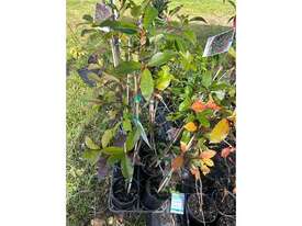 8 X RED ROBIN PHOTINIA - picture0' - Click to enlarge