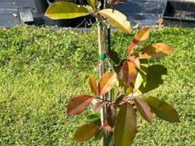 8 X RED ROBIN PHOTINIA - picture1' - Click to enlarge