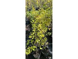 19 X ENGLISH OAK (QUERCUS ROBUR) - picture0' - Click to enlarge