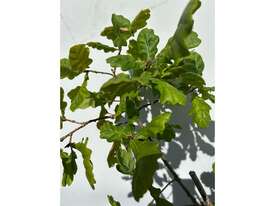 19 X ENGLISH OAK (QUERCUS ROBUR) - picture0' - Click to enlarge