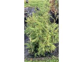 40 X LEIGHTON GREEN CONIFERS - picture0' - Click to enlarge