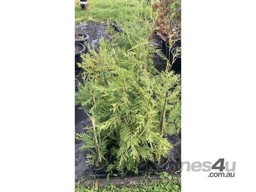 40 X LEIGHTON GREEN CONIFERS