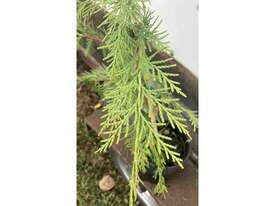 40 X LEIGHTON GREEN CONIFERS - picture0' - Click to enlarge