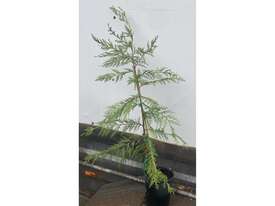 40 X LEIGHTON GREEN CONIFERS - picture2' - Click to enlarge