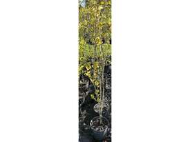 7 X CHINESE POPLAR (POPULUS SIMONII) - picture0' - Click to enlarge