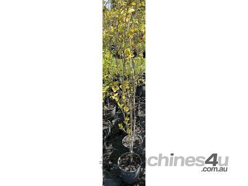 7 X CHINESE POPLAR (POPULUS SIMONII)