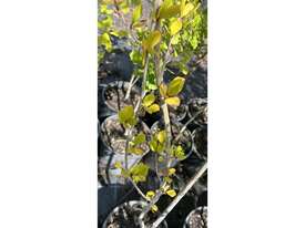 7 X CHINESE POPLAR (POPULUS SIMONII) - picture0' - Click to enlarge