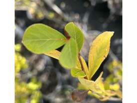 7 X CHINESE POPLAR (POPULUS SIMONII) - picture1' - Click to enlarge