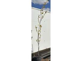 7 X CHINESE POPLAR (POPULUS SIMONII) - picture2' - Click to enlarge