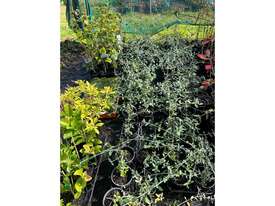 33 X TEUCRIUM HEDGING - picture0' - Click to enlarge