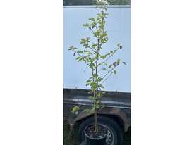 6 X PYRUS CLEVELAND SELECT 250MM - picture0' - Click to enlarge